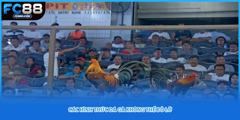 Các hình thức đá gà không thể bỏ lỡ