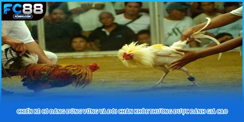 Chiến kê có dáng đứng vững và đôi chân khỏe thường được đánh giá cao