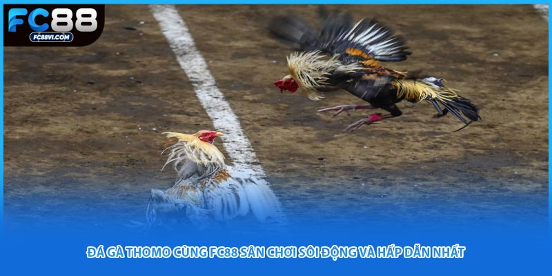 Đá Gà Thomo Cùng FC88 Sân Chơi Sôi Động Và Hấp Dẫn Nhất