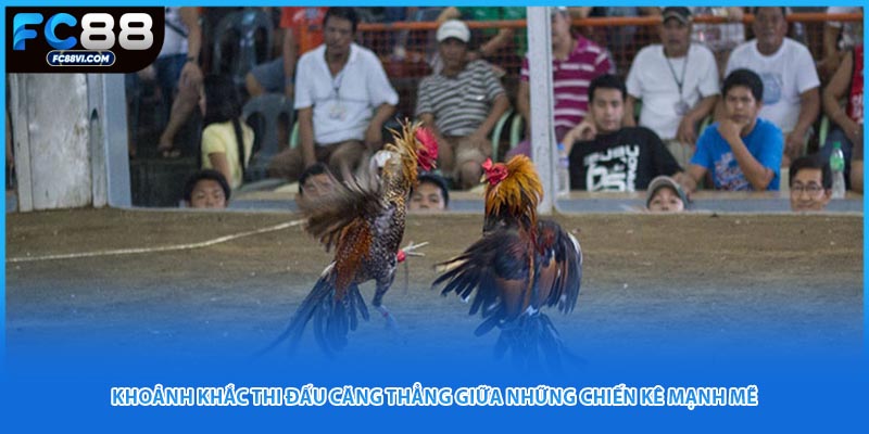 Khoảnh khắc thi đấu căng thẳng giữa những chiến kê mạnh mẽ