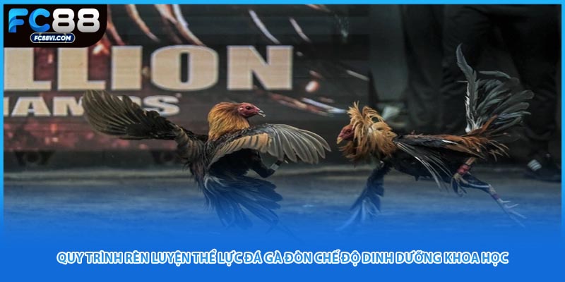 Quy trình rèn luyện thể lực đá gà đòn chế độ dinh dưỡng khoa học