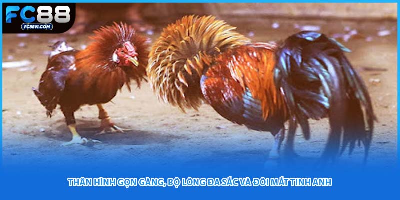 Thân hình gọn gàng, bộ lông đa sắc và đôi mắt tinh anh